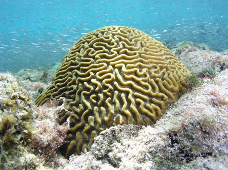 braincoral